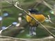 Montserrat Oriole (Icterus oberi)
