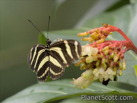 Zebra Longwing (Heliconius charithonia)