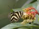 Zebra Longwing (Heliconius charithonia)