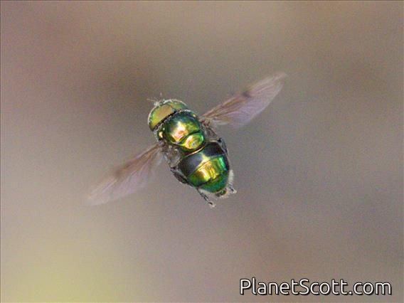 Green Jewel Fly (Ornidia obesa)