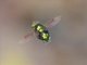 Green Jewel Fly (Ornidia obesa)