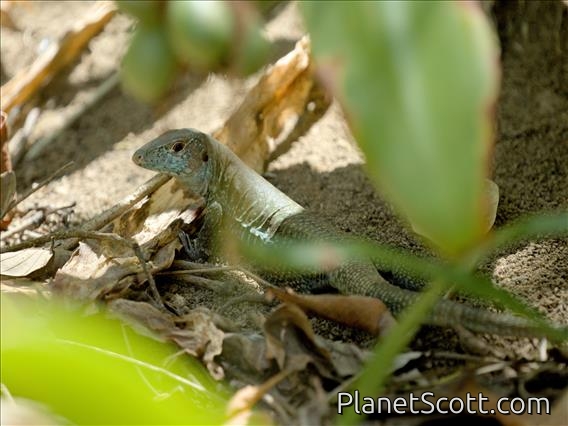 Montserrat Ameiva (Pholidoscelis pluvianotatus)