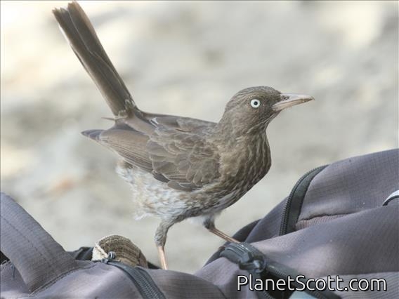 Pearly-eyed Thrasher (Margarops fuscatus)