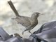 Pearly-eyed Thrasher (Margarops fuscatus)