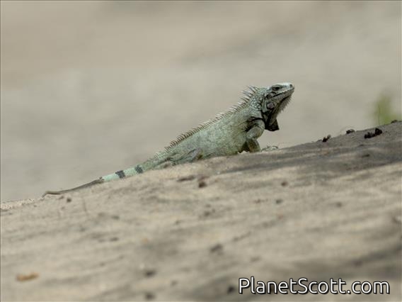 Green Iguana (Iguana iguana)