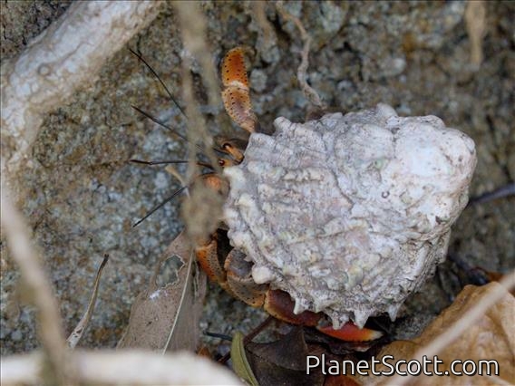 Caribbean Land Hermit Crab (Coenobita clypeatus)