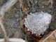 Caribbean Land Hermit Crab (Coenobita clypeatus)