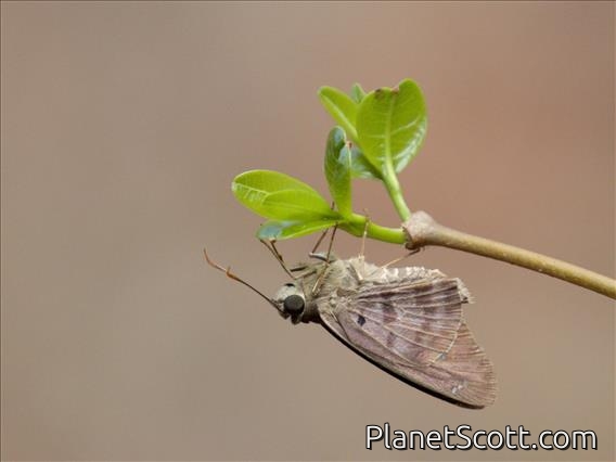 Violet-banded Skipper (Nyctelius nyctelius)