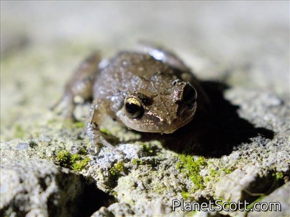 Montserrat Whistling Frog (Eleutherodactylus montserratae)