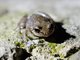 Montserrat Whistling Frog (Eleutherodactylus montserratae)