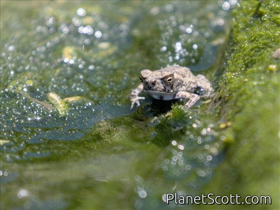 Giant Cane Toad (Rhinella marina)