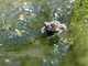 Giant Cane Toad (Rhinella marina)