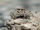 Paradise Jumping Spider (Habronattus sp)