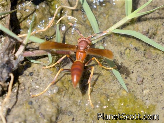 Dominican Paper Wasp (Polistes dominicus)
