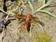 Dominican Paper Wasp (Polistes dominicus)