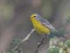 Barbuda Warbler (Setophaga subita)