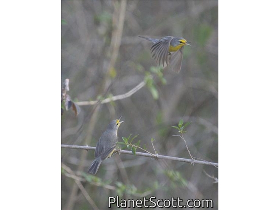 Barbuda Warbler (Setophaga subita)