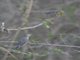 Barbuda Warbler (Setophaga subita)