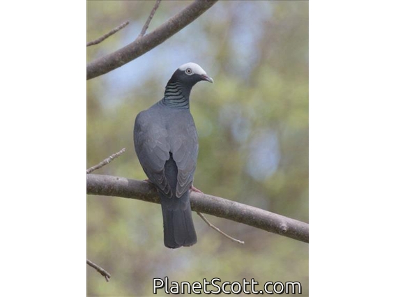 White-crowned Pigeon (Patagioenas leucocephala)