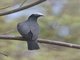 White-crowned Pigeon (Patagioenas leucocephala)
