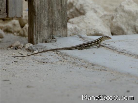 Antigua Ameiva (Ameiva griswoldi)