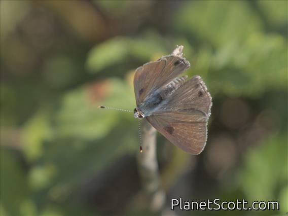 Scrub-Hairstreak (Strymon sp)