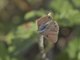 Scrub-Hairstreak (Strymon sp)