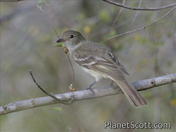 Caribbean Elaenia (Elaenia martinica)
