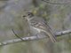 Caribbean Elaenia (Elaenia martinica)
