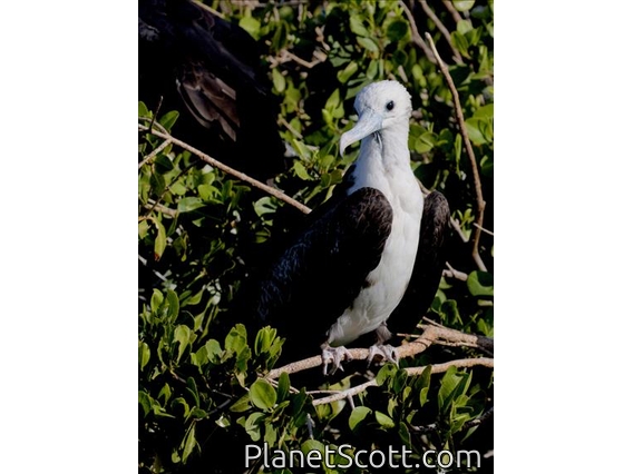 Magnificent Frigatebird (Fregata magnificens) - Immature