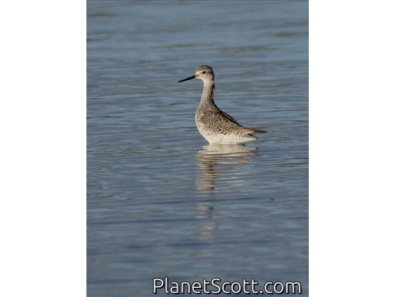 Lesser Yellowlegs (Tringa flavipes)
