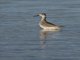 Lesser Yellowlegs (Tringa flavipes)