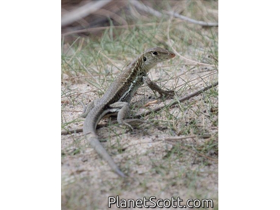 Antiguan Ameiva (Pholidoscelis griswoldi)