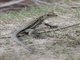 Antiguan Ameiva (Pholidoscelis griswoldi)
