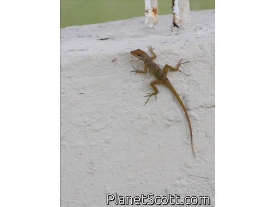 Anguilla Anole (Anolis gingivinus)