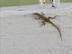 Anguilla Anole (Anolis gingivinus)