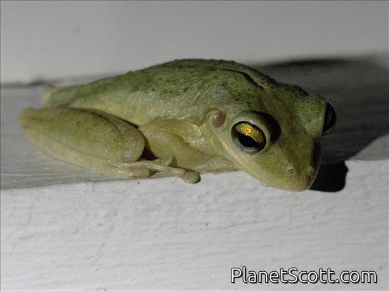 Cuban Tree Frog (Osteopilus septentrionalis)