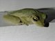 Cuban Tree Frog (Osteopilus septentrionalis)