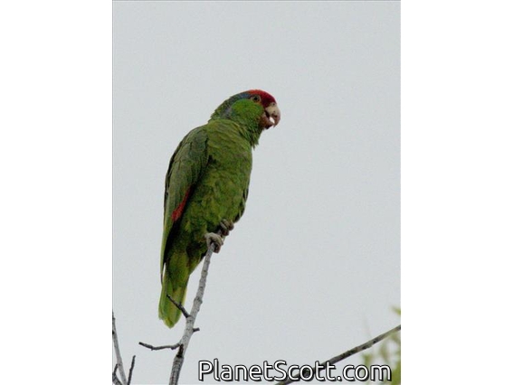 Red-crowned Parrot (Amazona viridigenalis)