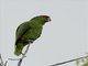 Red-crowned Parrot (Amazona viridigenalis)