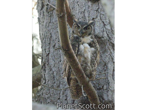 Great Horned Owl (Bubo virginianus)