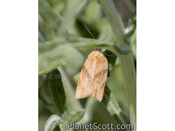 Totricine Leafroller Moth (Argyrotaenia sp)