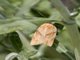 Totricine Leafroller Moth (Argyrotaenia sp)