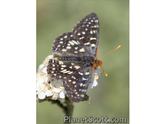 Variable Checkerspot (Euphydryas chalcedona)
