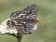 Variable Checkerspot (Euphydryas chalcedona)