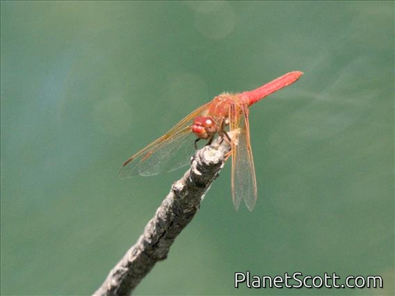 Cardinal Meadowhawk (Sympetrum illotum)