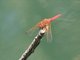 Cardinal Meadowhawk (Sympetrum illotum)