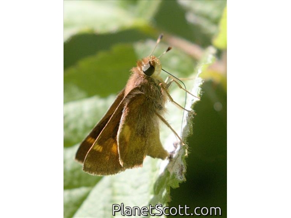 Umber Skipper (Lon melane)
