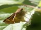 Umber Skipper (Lon melane)
