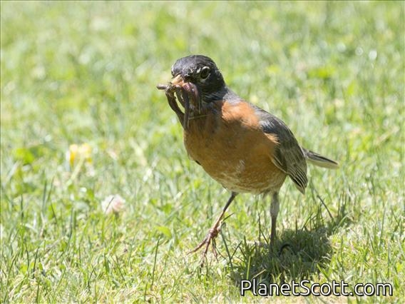 American Robin (Turdus migratorius)